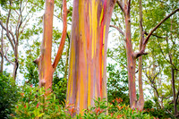 RainbowTree_05