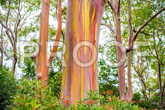 RainbowTree_05