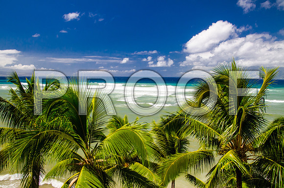 Beach & Trees